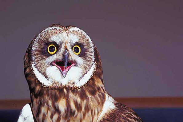 Animals Closeup 0020