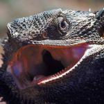 Animals Closeup 0025