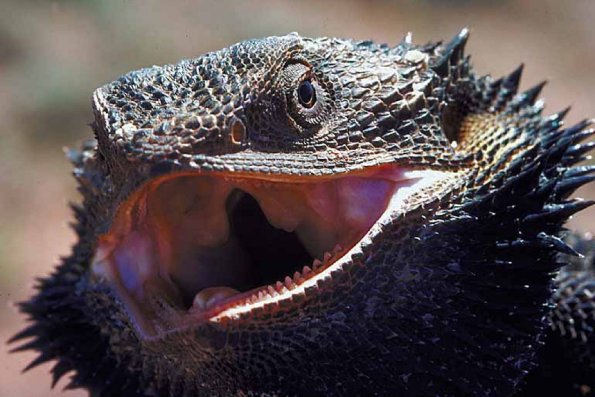 Animals Closeup 0025