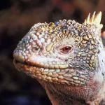 Animals Closeup 0028