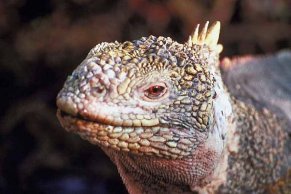 Animals Closeup 0028