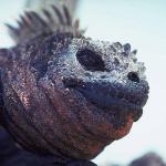 Animals Closeup 0032