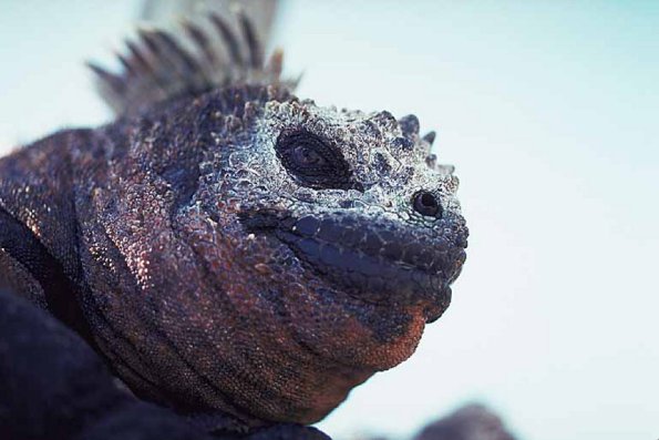 Animals Closeup 0032