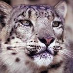 Animals Closeup 0037