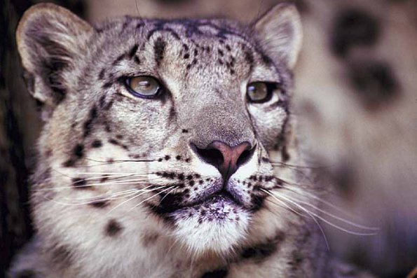 Animals Closeup 0037