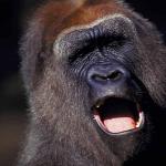 Animals Closeup 0038