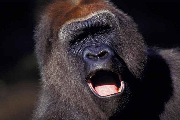 Animals Closeup 0038