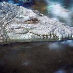 Animals Closeup 0040