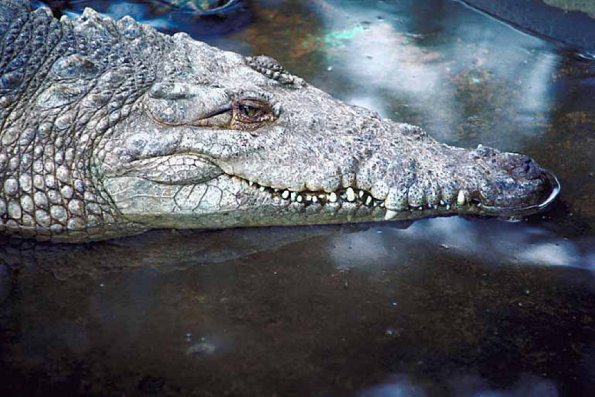 Animals Closeup 0040