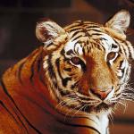 Animals Closeup 0050