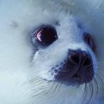 Animals Closeup 0053