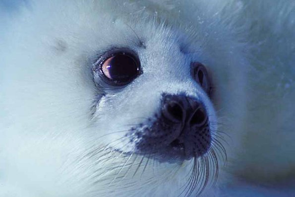 Animals Closeup 0053