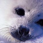 Animals Closeup 0054