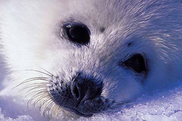 Animals Closeup 0054