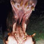 Animals Closeup 0062