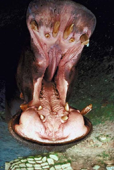 Animals Closeup 0062