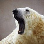 Animals Closeup 0068