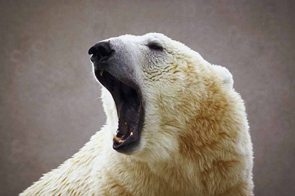 Animals Closeup 0068