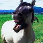 Animals Closeup 0069