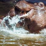 Animals Closeup 006