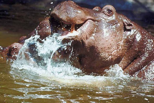 Animals Closeup 006