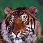 Animals Closeup 0072