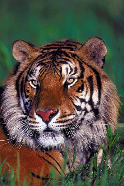 Animals Closeup 0072
