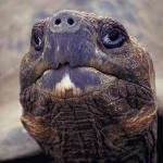 Animals Closeup 0074