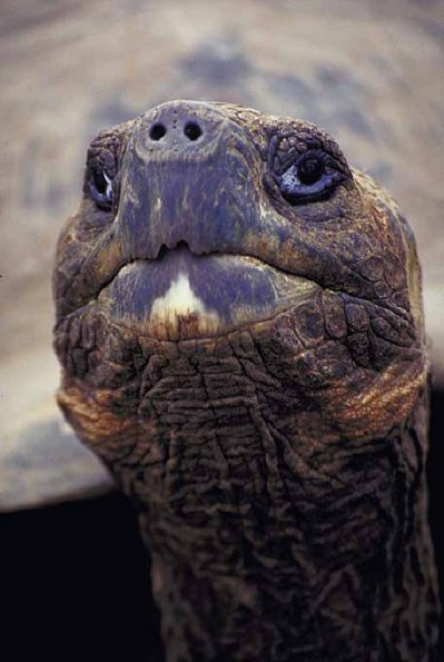 Animals Closeup 0074