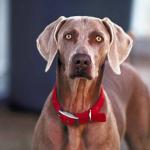Animals Closeup 0083