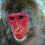 Animals Closeup 0084