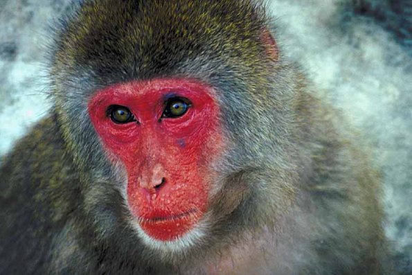 Animals Closeup 0084