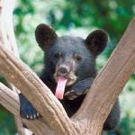 Animals Closeup 008