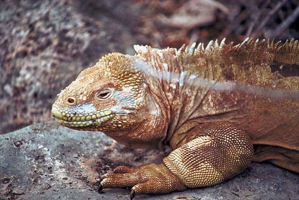 Animals Closeup 009