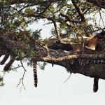 Animals perched on tree branch