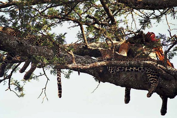 Animals perched on tree branch