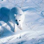 Arctic Fox uid 1044392