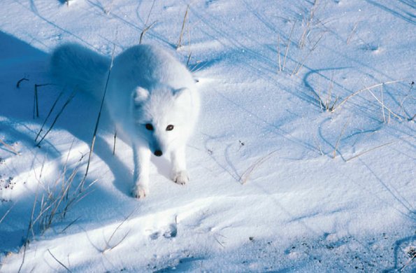 Arctic Fox uid 1044392