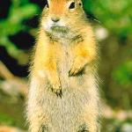 Arctic Ground Squirrel uid 1025384
