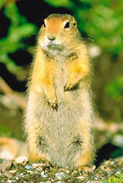 Arctic Ground Squirrel uid 1025384