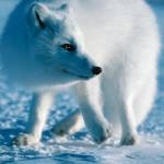 Arctic fox uid 1277009