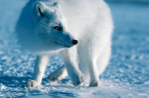Arctic fox uid 1277009