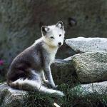 Arctic fox uid 995395