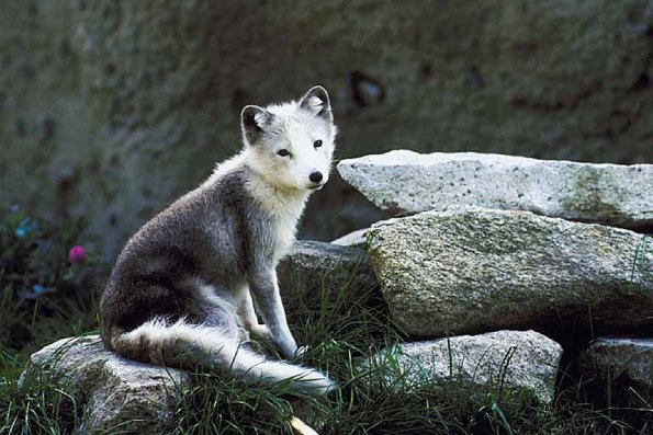 Arctic fox uid 995395