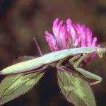 Arthropods 005