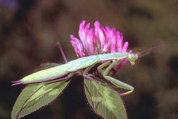 Arthropods 005
