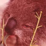 Australia New Zeland uid 1039141