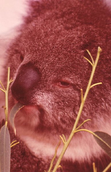 Australia New Zeland uid 1039141