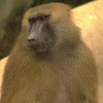 Baboon