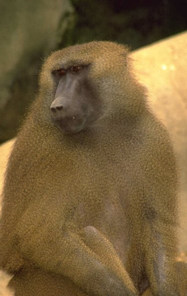 Baboon